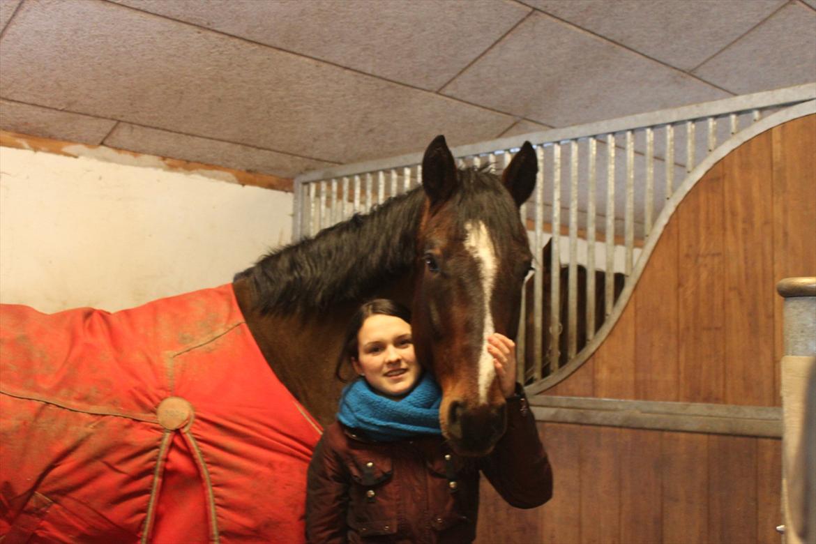 Dansk Varmblod MØGELMOSEGÅRD'S LE MAN billede 9