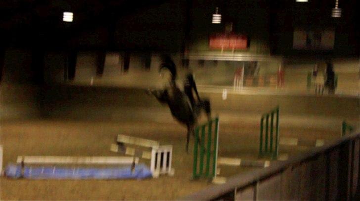 Dansk Varmblod MØGELMOSEGÅRD'S LE MAN - Skøre, skøre, skøre skøre hest <3 billede 3