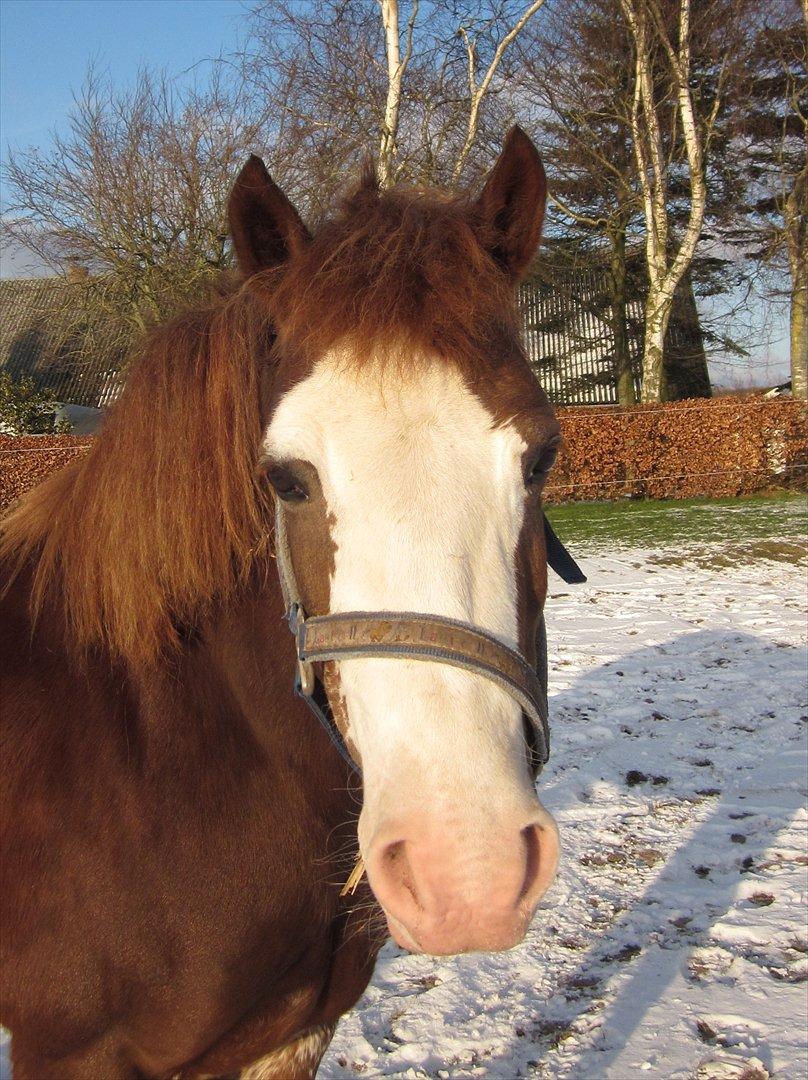 Welsh Pony af Cob-type (sec C) Gribvads Regge - D. 31/1 2012.  billede 2