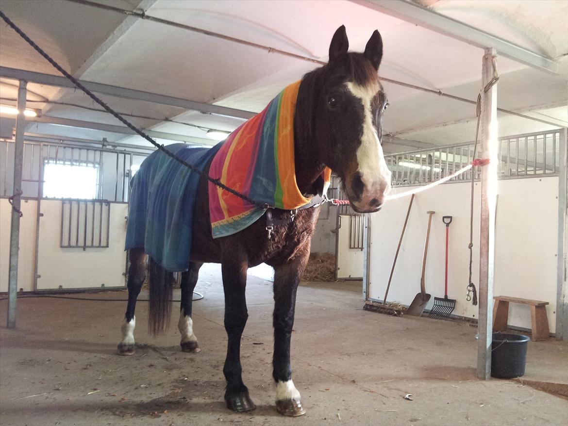 Oldenborg LARSEN - Januar 2012: Efter skovtur - godt svedig og krøllet! <3 billede 17