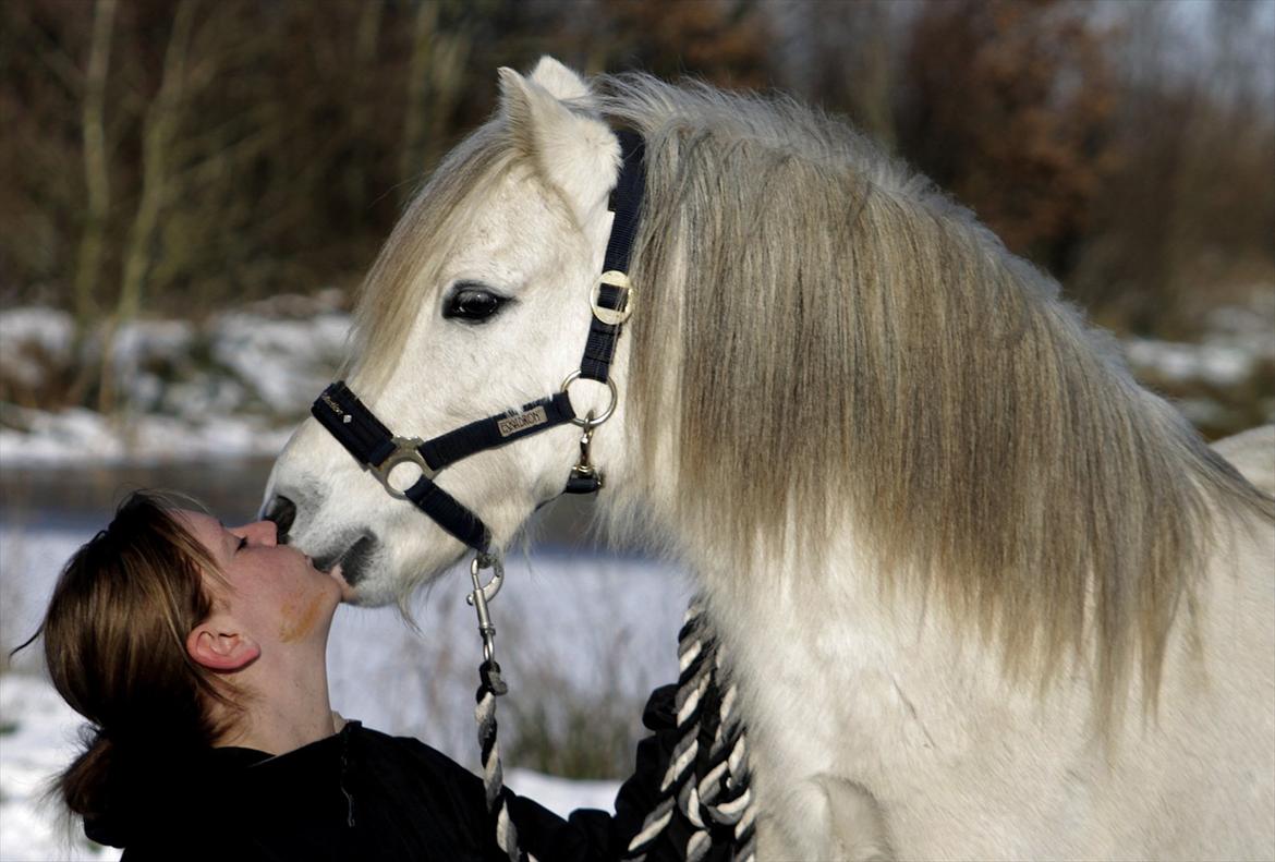 Welsh Mountain (sec A) Ræveskiftets Honey boy - Elsker dig, min dreng <3

Foto: Nadja Mevs. billede 3