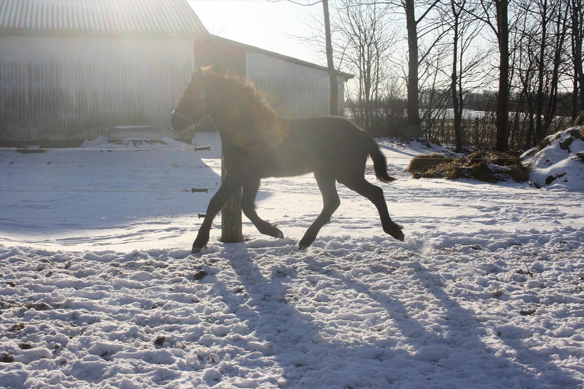Frieser Vojenslunds Joyce (SOLGT) - Trav! 01.02.2012 billede 19
