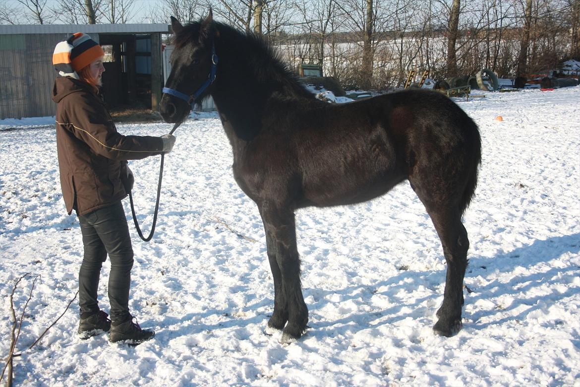 Frieser Vojenslunds Joyce (SOLGT) - Joyce d. 01.02.2012 billede 20