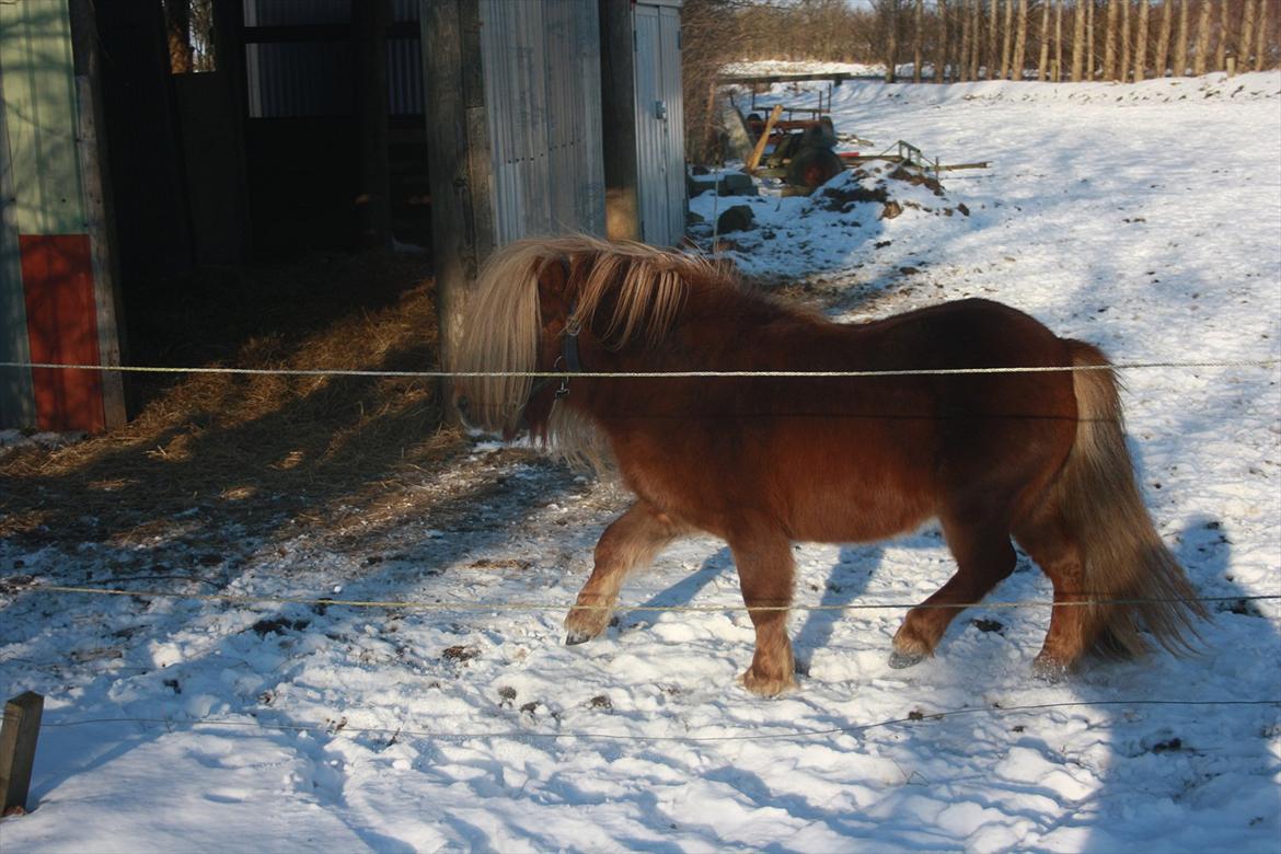 Shetlænder Vestbjergs Top billede 17