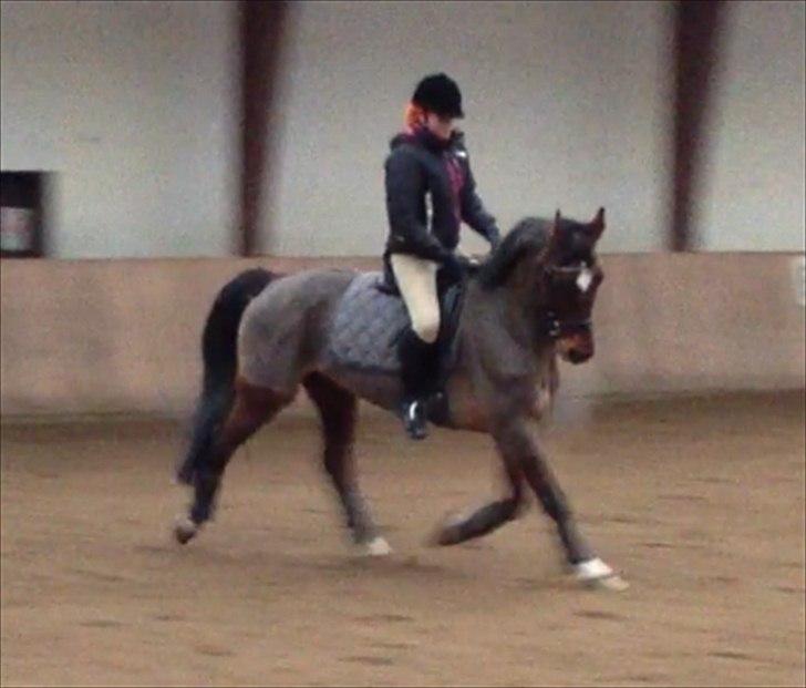 Hollandsk Varmblod Roodnoot - aad (Rubin) (tidlere hest) billede 4