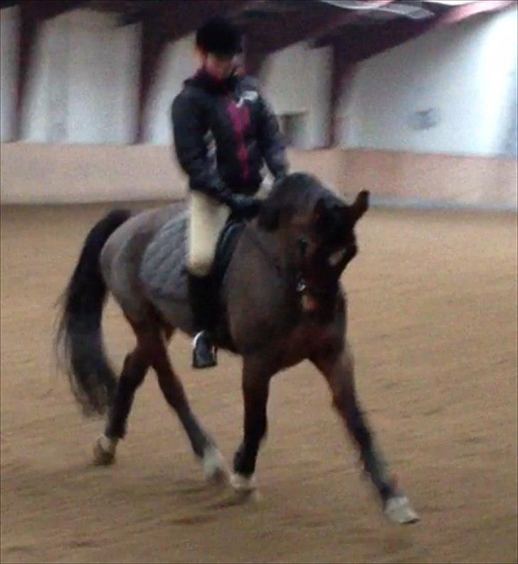 Hollandsk Varmblod Roodnoot - aad (Rubin) (tidlere hest) billede 6