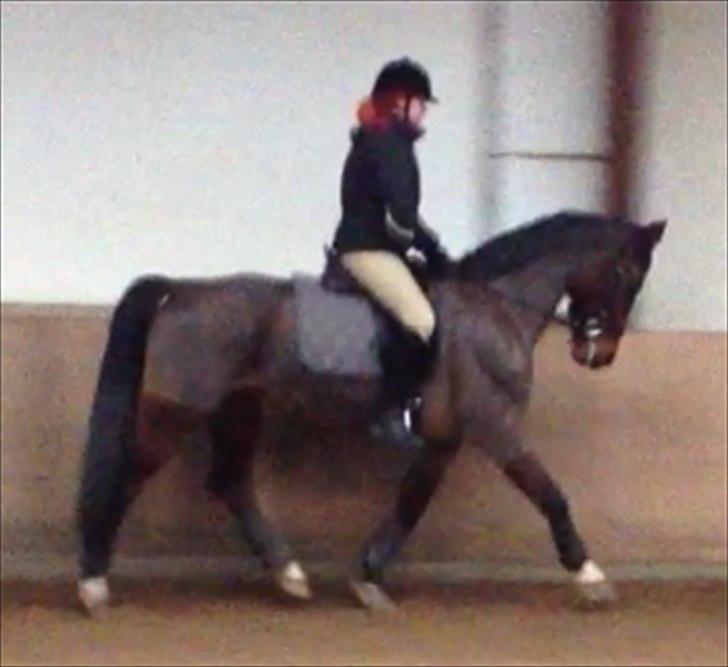 Hollandsk Varmblod Roodnoot - aad (Rubin) (tidlere hest) billede 16