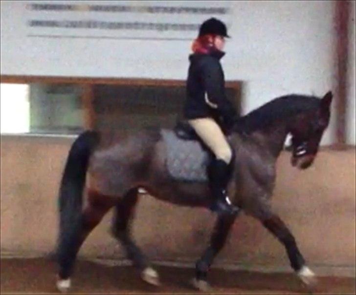 Hollandsk Varmblod Roodnoot - aad (Rubin) (tidlere hest) billede 10