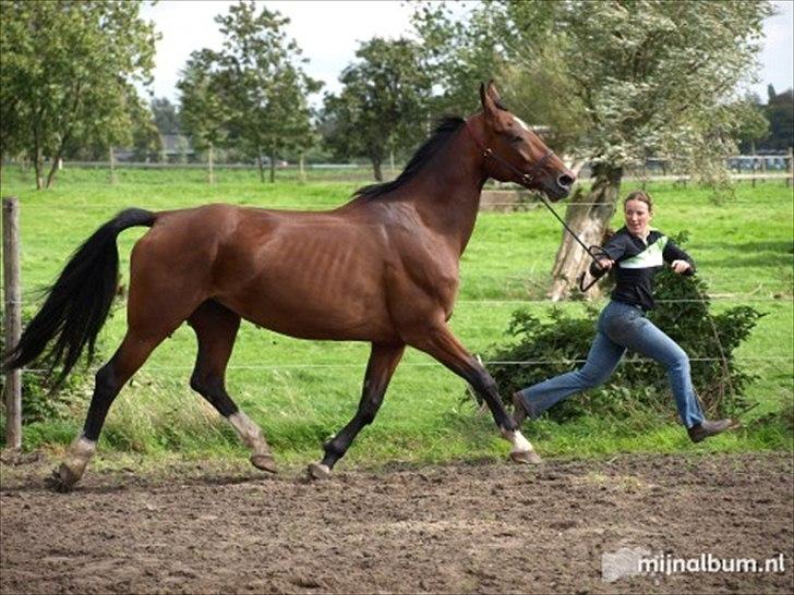 Hollandsk Varmblod Roodnoot - aad (Rubin) (tidlere hest) billede 8
