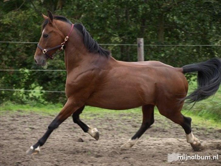 Hollandsk Varmblod Roodnoot - aad (Rubin) (tidlere hest) billede 12