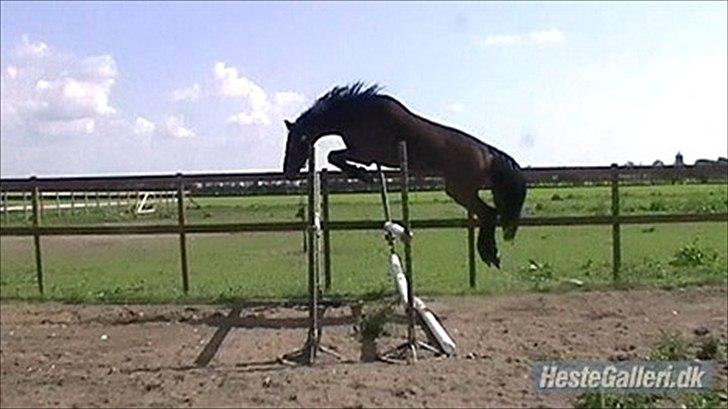 Dansk Varmblod Cawin Imhoff billede 7