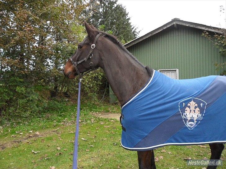 Dansk Varmblod Cawin Imhoff billede 8