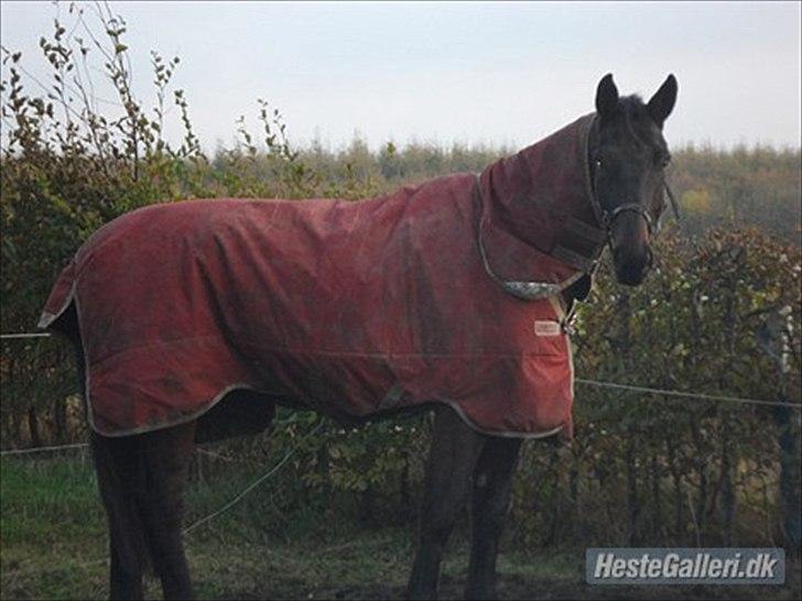 Dansk Varmblod Cawin Imhoff billede 9