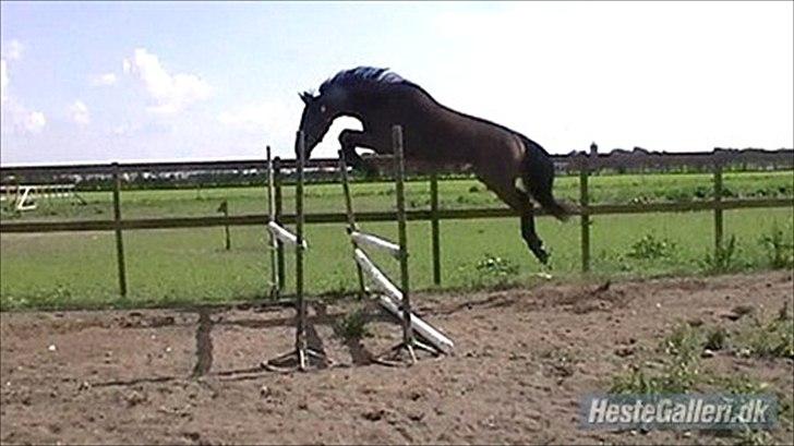 Dansk Varmblod Cawin Imhoff billede 10