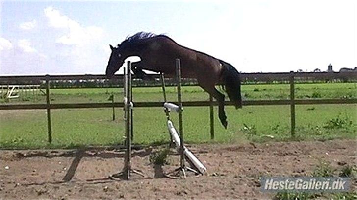 Dansk Varmblod Cawin Imhoff billede 12