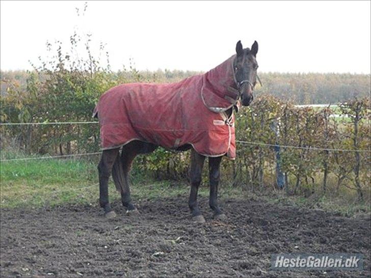 Dansk Varmblod Cawin Imhoff billede 15