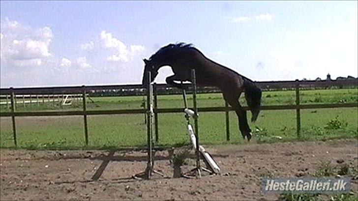 Dansk Varmblod Cawin Imhoff billede 17