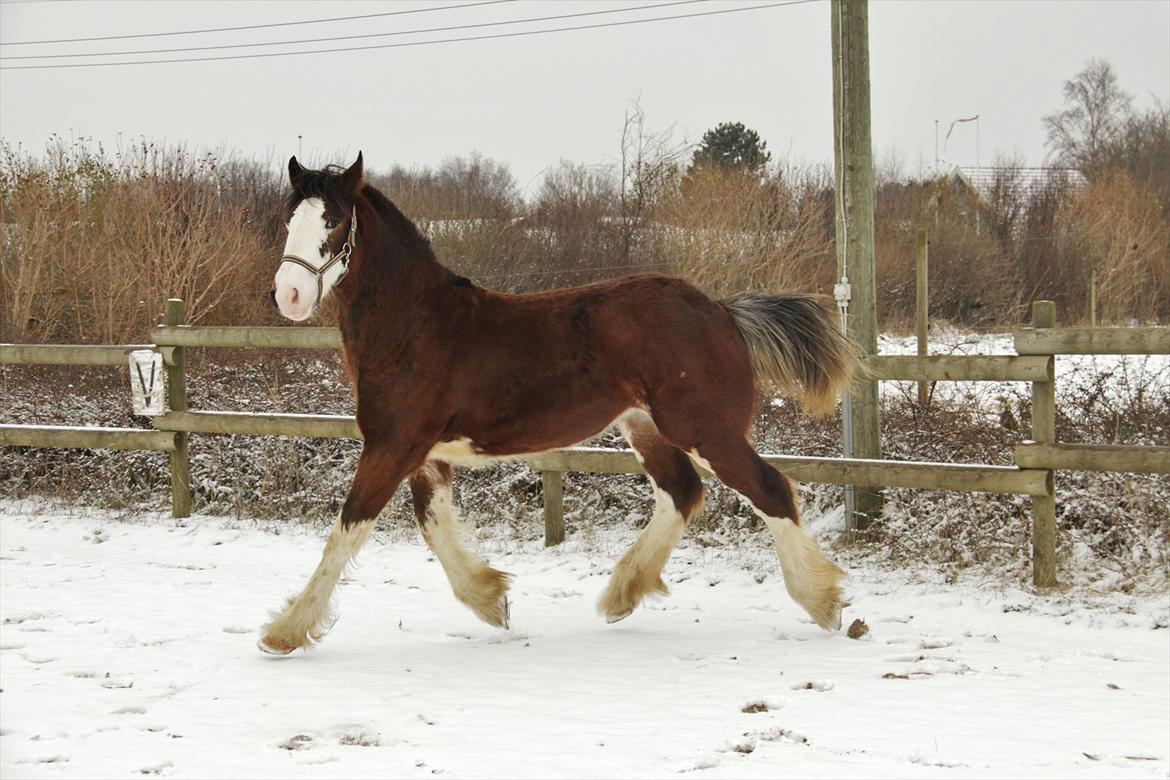 Shire Shirefarm en chating Elektra - Elektra 1 år billede 8