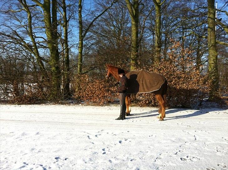 Dansk Varmblod Sandgårds Faustino - 2.2.2012 billede 18