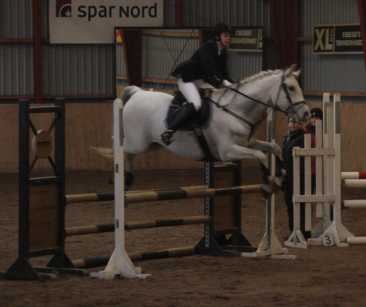 Shagya Araber (SH) Eminent Bajar - Foto: Diana Klein billede 17