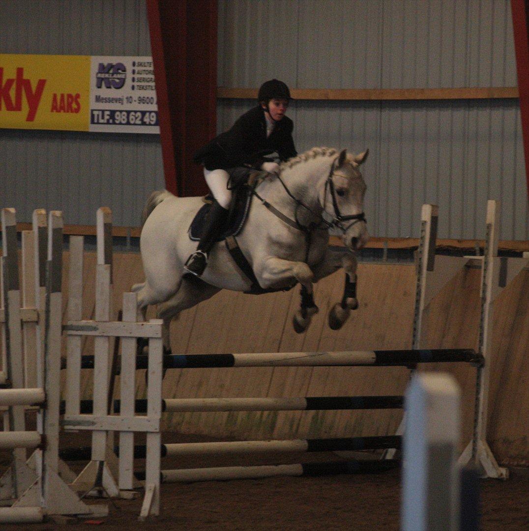 Shagya Araber (SH) Eminent Bajar - Foto: Diana Klein billede 1