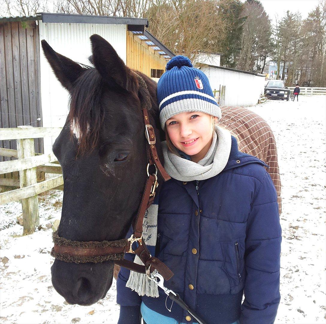 Welsh Cob (sec D) Dark Shadow <3 - Sne <3 billede 8