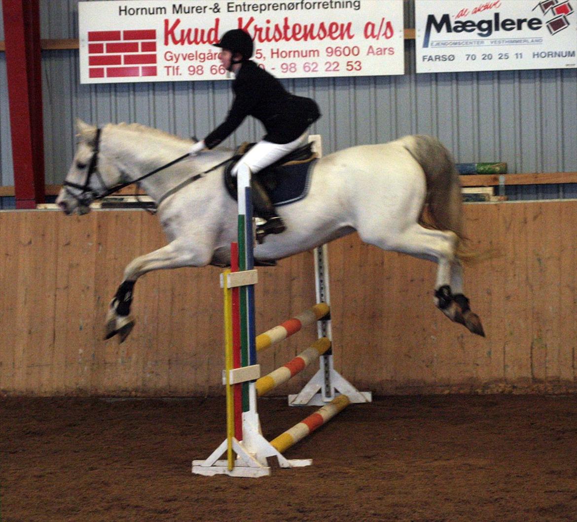 Shagya Araber (SH) Eminent Bajar - Foto: Diana Klein billede 18