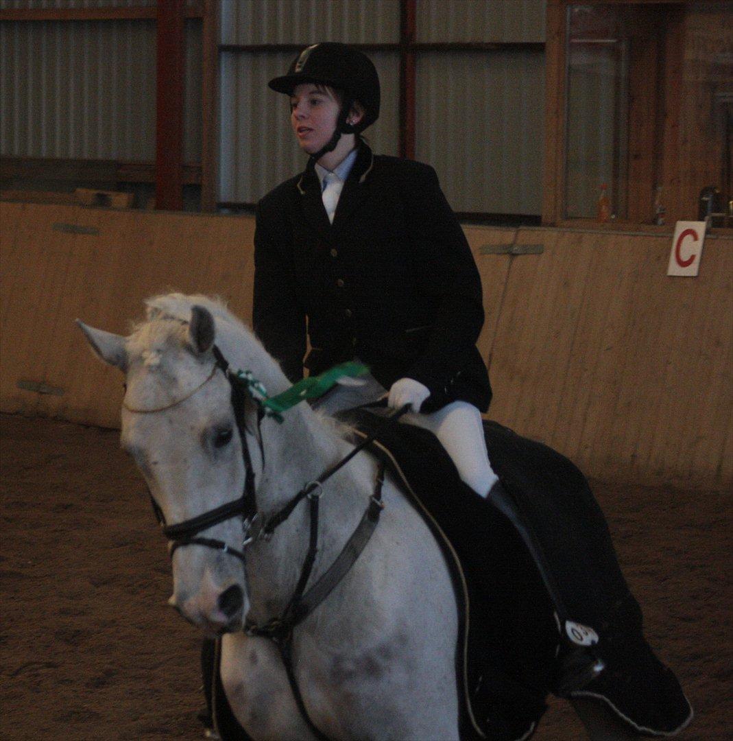 Shagya Araber (SH) Eminent Bajar - Foto: Diana Klein billede 14