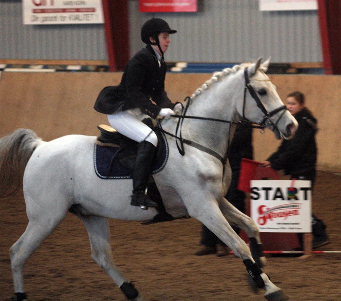 Shagya Araber (SH) Eminent Bajar - Foto: Diana Klein billede 7