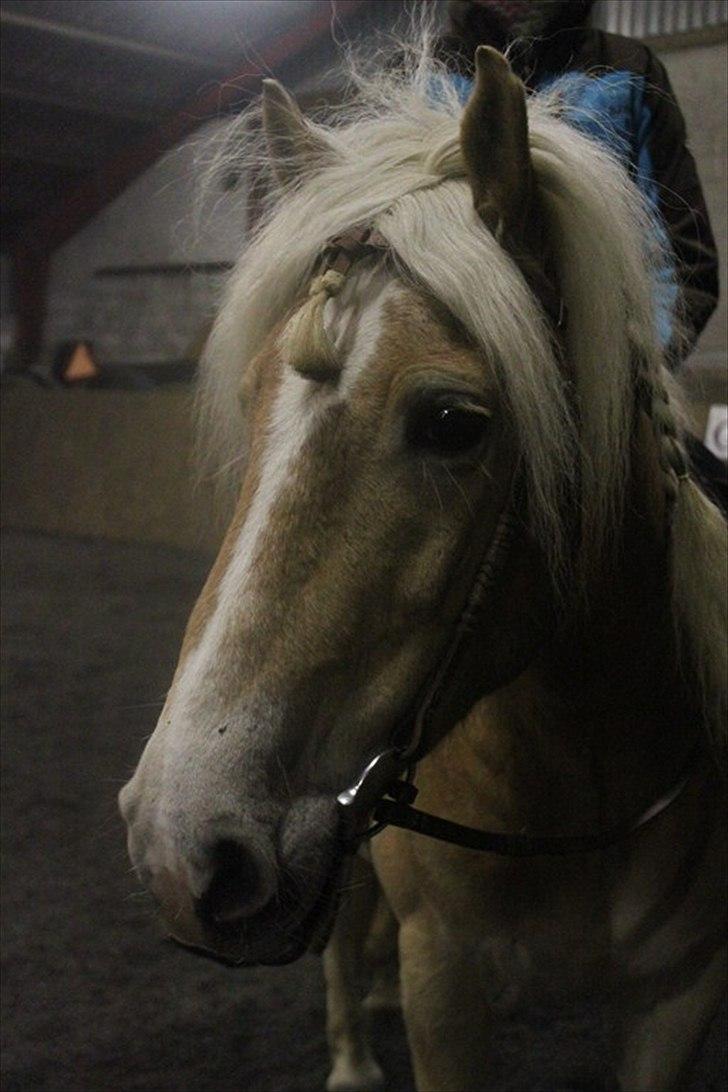 Tyroler Haflinger Aron - Søde pony med de rolige øjne :D billede 1