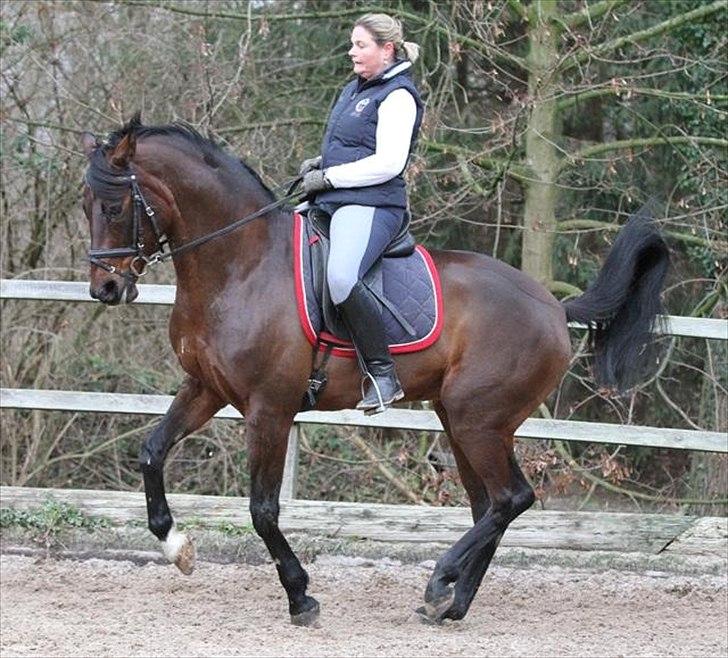 Tysk Varmblod Hotmail S billede 9