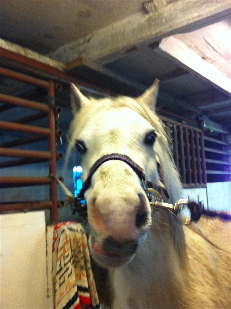 Welsh Mountain (sec A) Miss Corona<3 *red* - Velkommen til corona's profil:)

Corona hygger på staldgangen:) billede 1