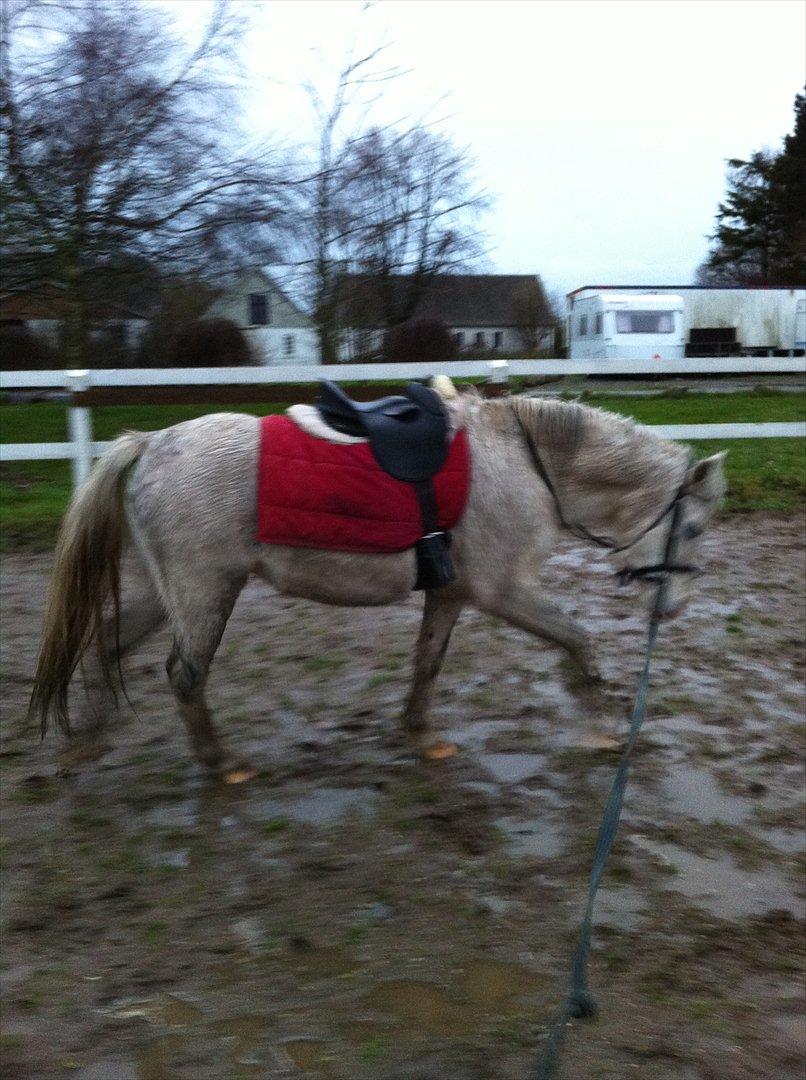 Welsh Mountain (sec A) Miss Corona<3 *red* - lidt longering:) billede 2