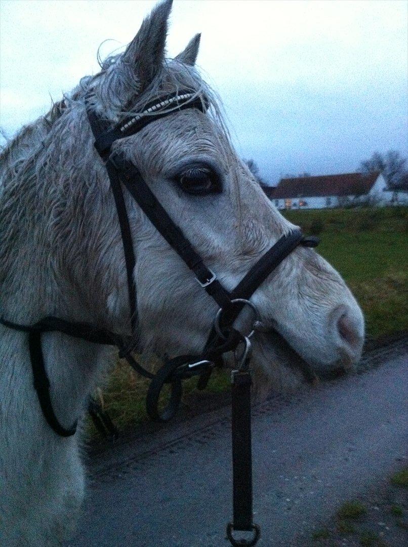 Welsh Mountain (sec A) Miss Corona<3 *red* - Så går vi lige en lille tur:) billede 3