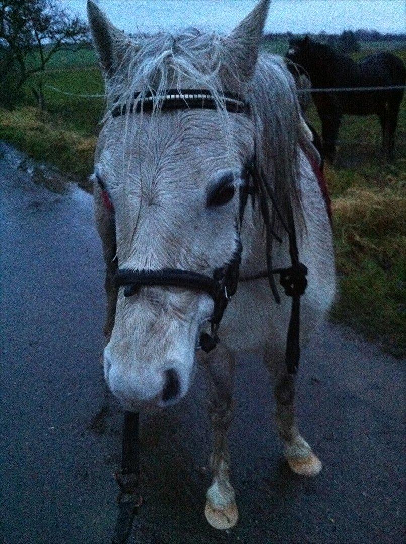 Welsh Mountain (sec A) Miss Corona<3 *red* billede 4