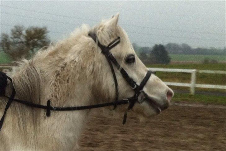 Welsh Mountain (sec A) Miss Corona<3 *red* billede 5