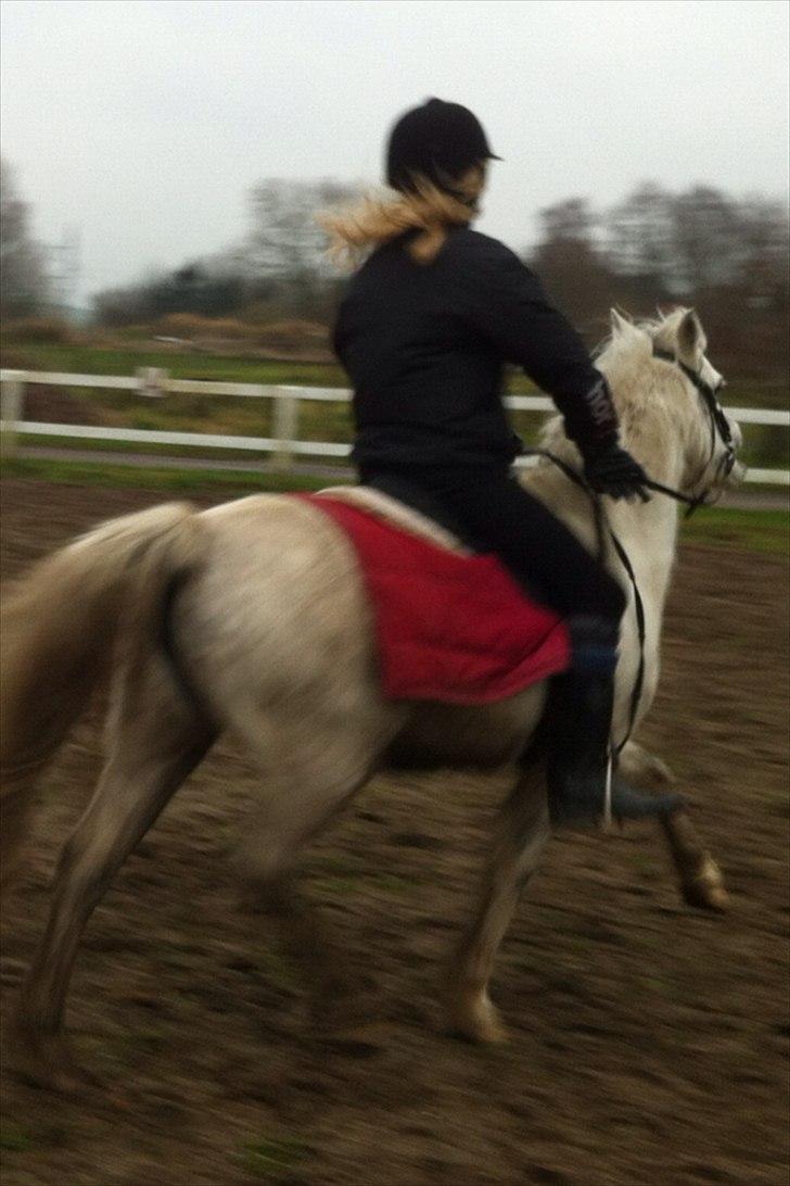 Welsh Mountain (sec A) Miss Corona<3 *red* billede 6