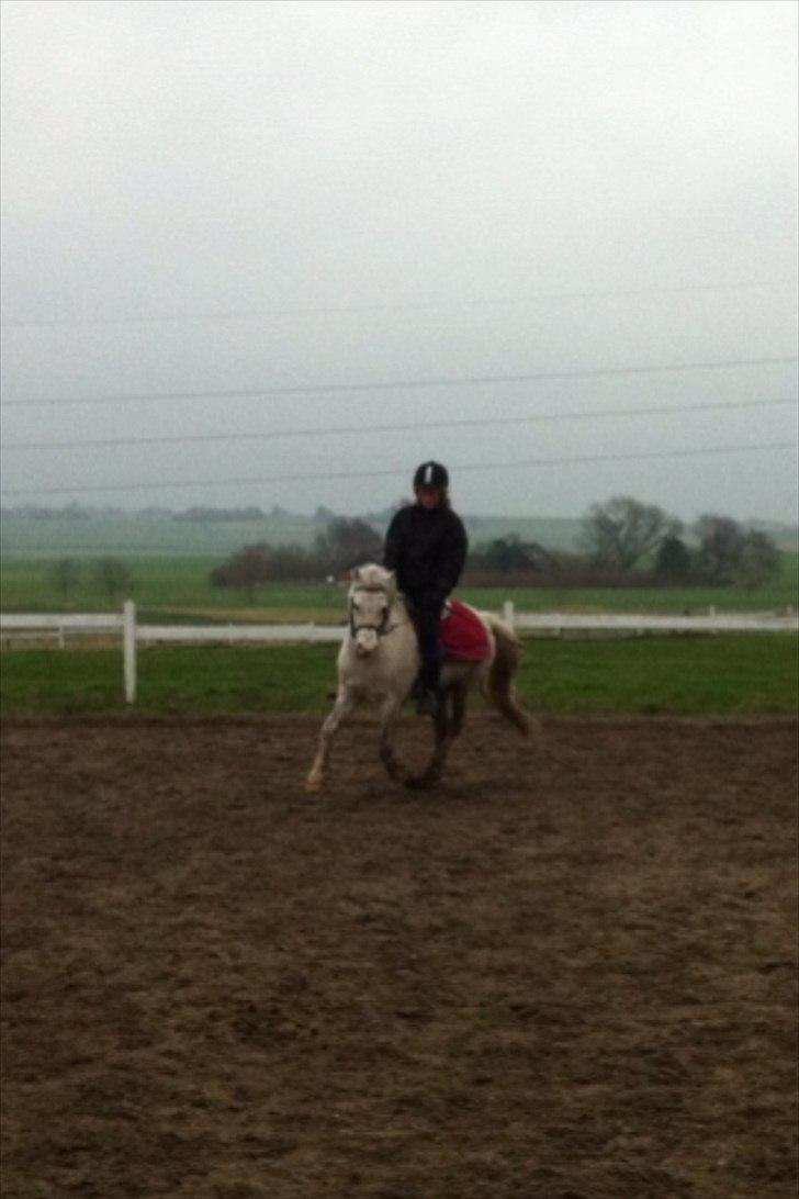 Welsh Mountain (sec A) Miss Corona<3 *red* - Galop:) billede 7