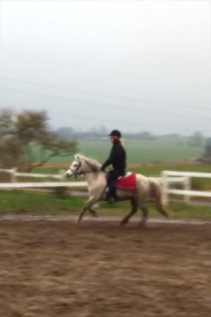 Welsh Mountain (sec A) Miss Corona<3 *red* billede 8