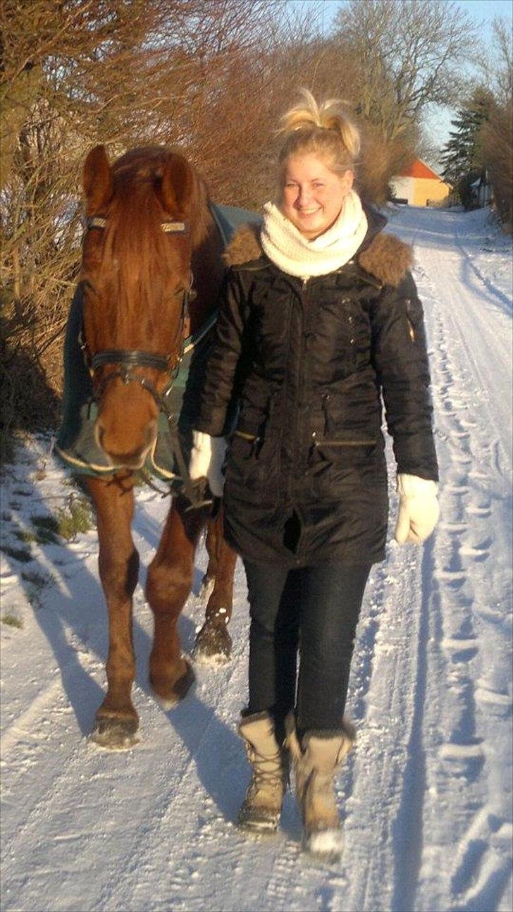 Dansk Varmblod Triton Oliver - Smukke Triton på tur. billede 3