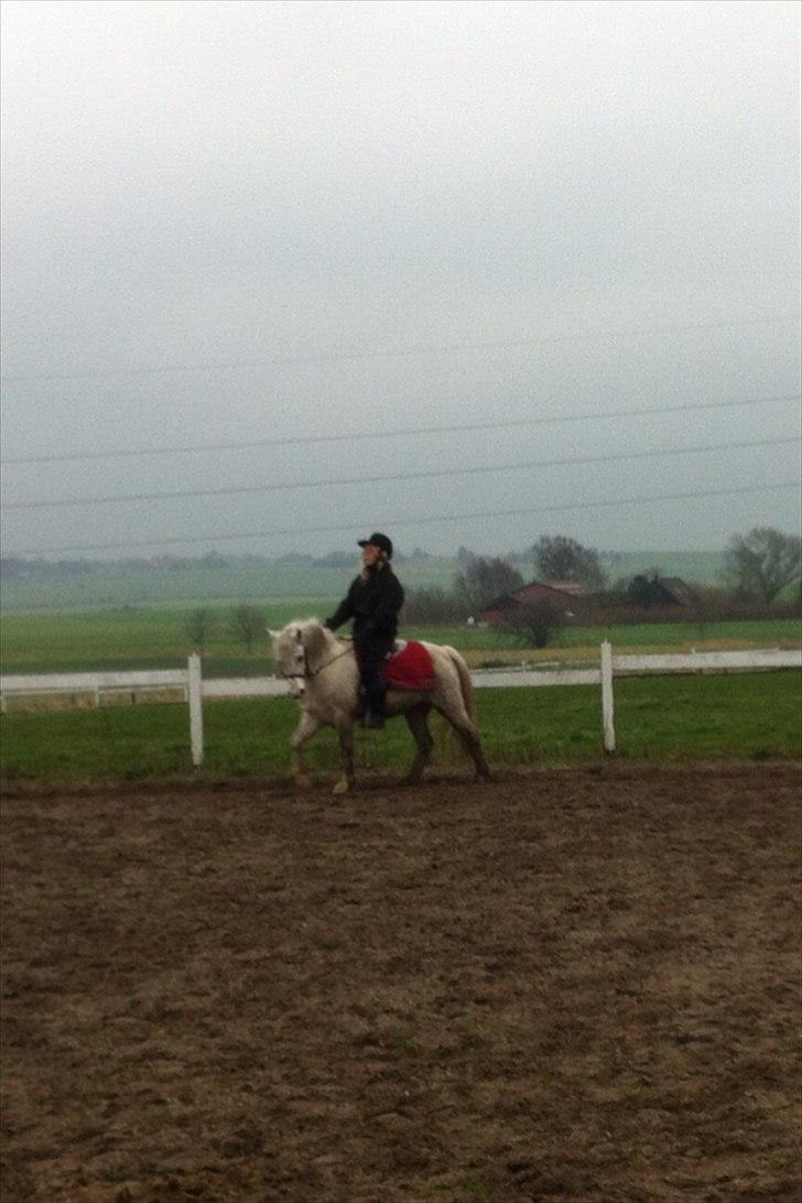 Welsh Mountain (sec A) Miss Corona<3 *red* billede 9