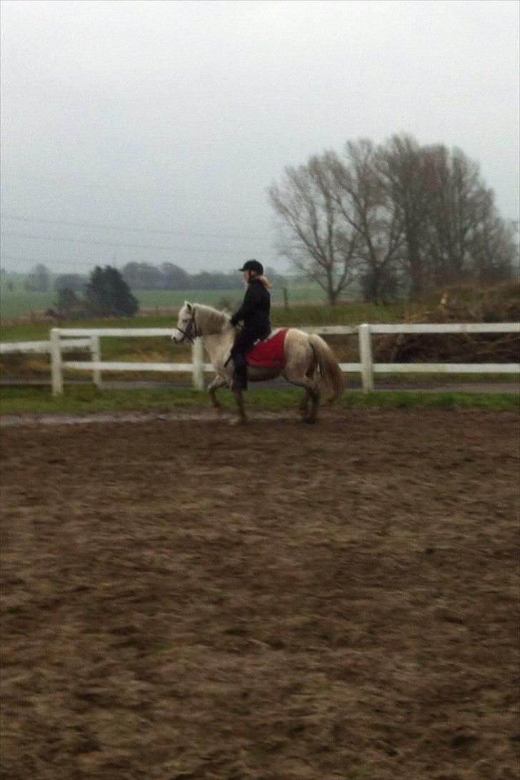 Welsh Mountain (sec A) Miss Corona<3 *red* billede 10