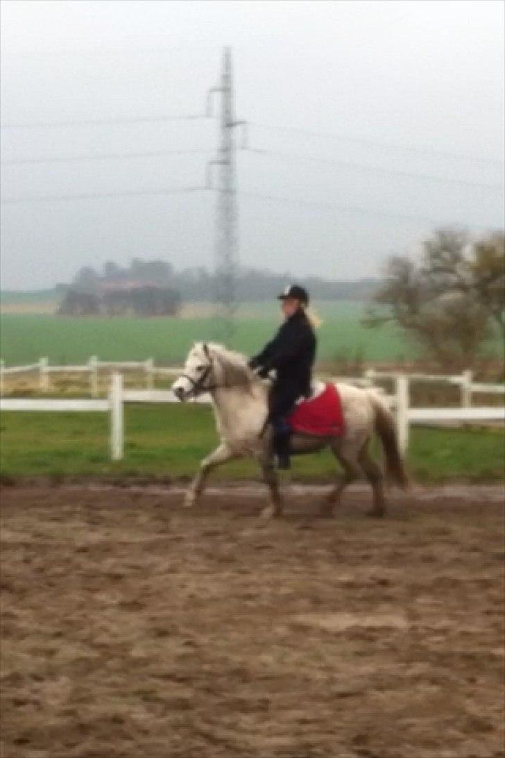 Welsh Mountain (sec A) Miss Corona<3 *red* billede 11