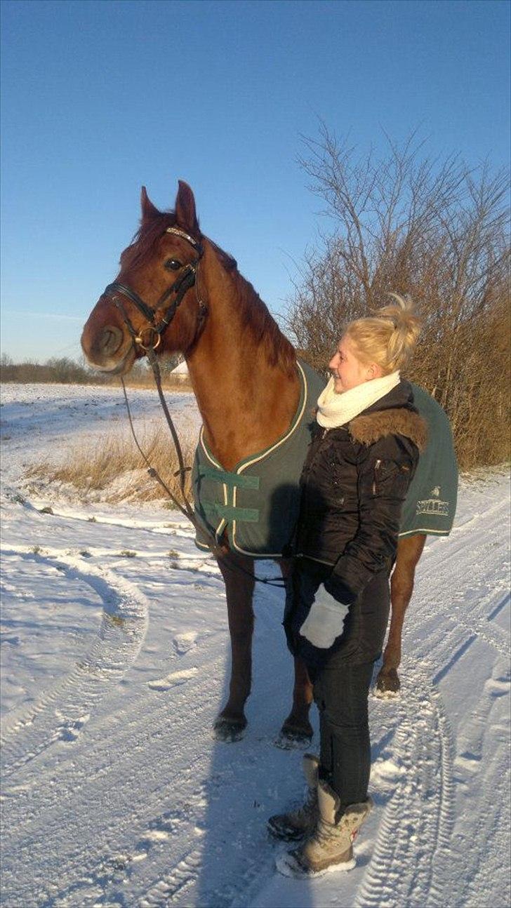 Dansk Varmblod Triton Oliver billede 4