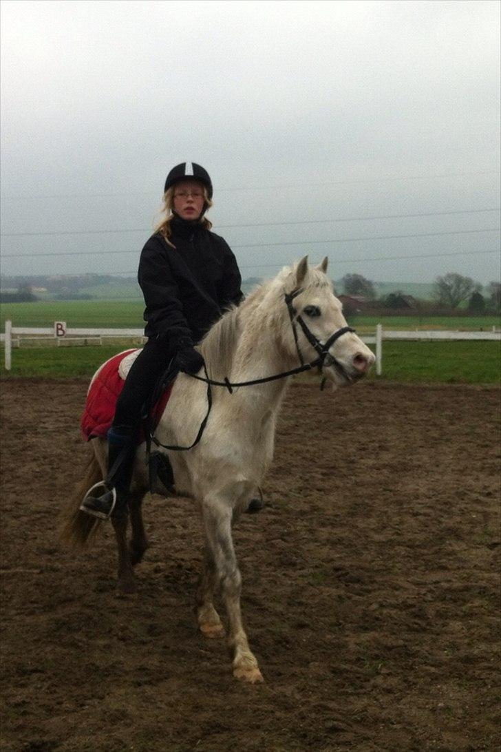 Welsh Mountain (sec A) Miss Corona<3 *red* billede 12