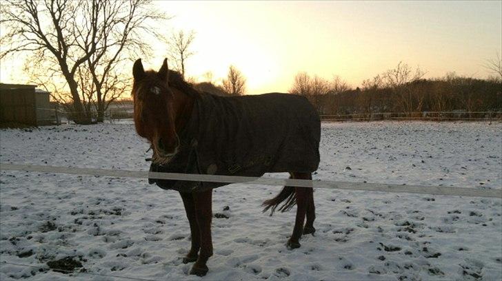 Dansk Varmblod Triton Oliver billede 6