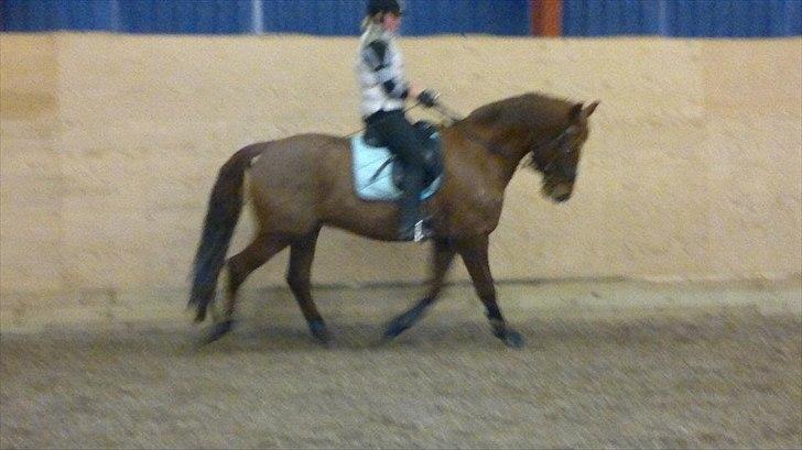 Dansk Varmblod Triton Oliver billede 7