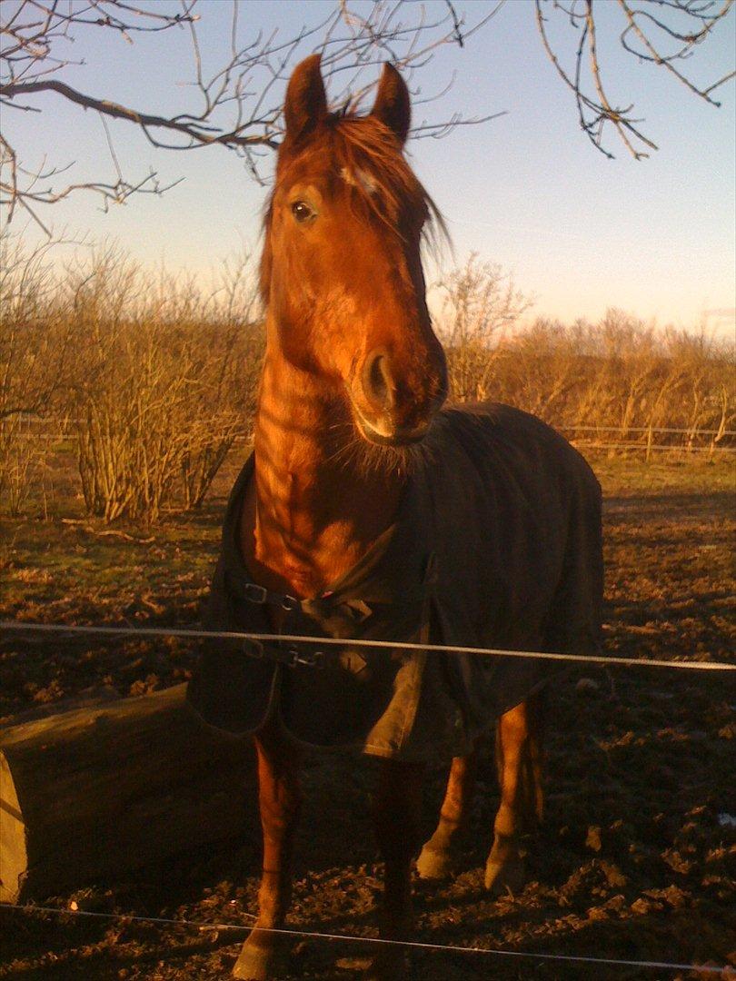Dansk Varmblod Triton Oliver billede 8