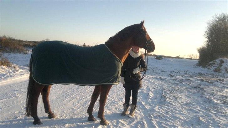 Dansk Varmblod Triton Oliver billede 9