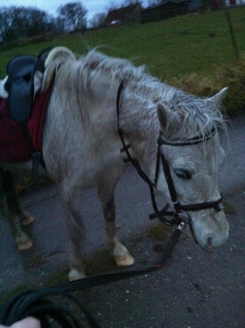 Welsh Mountain (sec A) Miss Corona<3 *red* billede 13